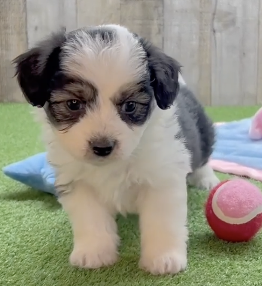 black and white aussiechon puppy sitting next to a pink ball